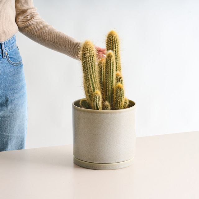Gelber Säulenkaktus S von BLUME2000 als dekorative Sukkulente für Zuhause und Terrasse - Bild 1