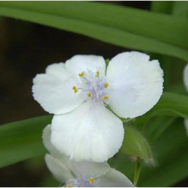 Tradescantia andersoniana Dreimasterblumen Gisela Gartenstaude von Nr-01.de - Bild 1