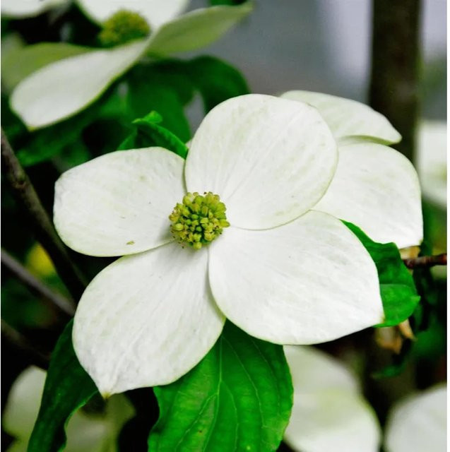 Japanischer Blumenhartriegel Starlight Cornus kousa weiß, Höhe: 125-150 cm - Bild 1
