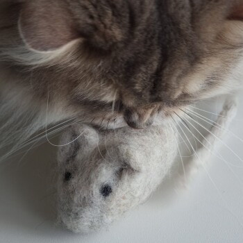 The Catery Filzmaus - Bild 2
