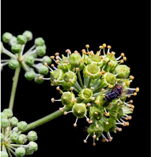 Hedera poetarum Atlantikküsten Efeu, grüne Kletterpflanze für den Garten, Höhe: 30-40 cm - Bild 1
