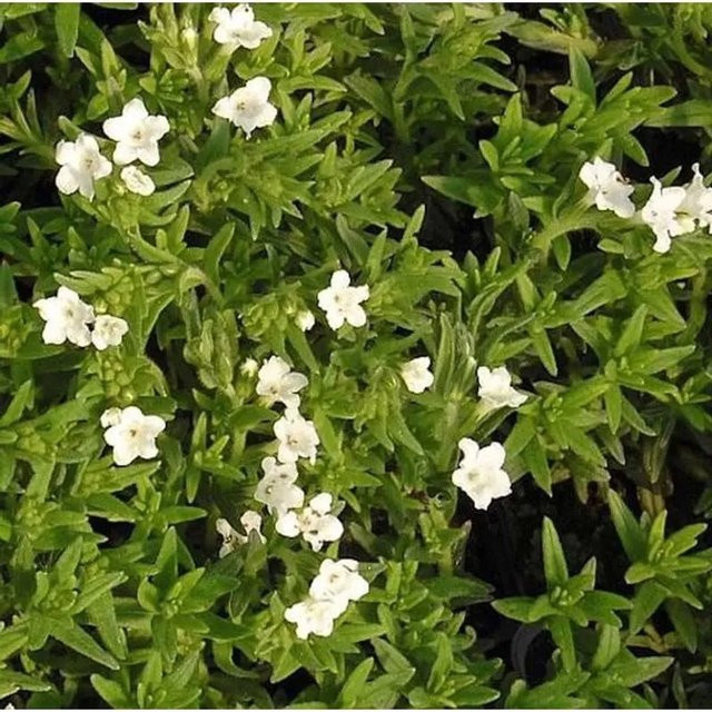 Glandora diffusa Steinsamen Alba weiß perennial Bodendecker - Bild 1