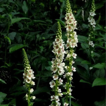 Königskerze White Domino Verbascum cultorum weiße Solitärpflanze für Garten und Freiflächen