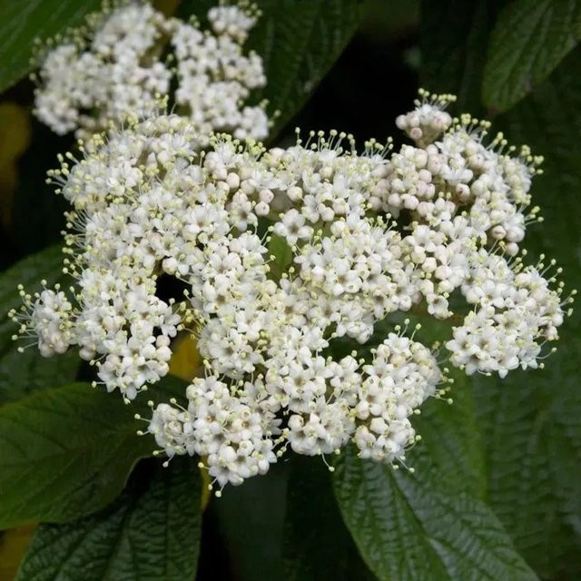 Immergrüner Zungen Schneeball Viburnum rhytidophyllum von Nr-01.de, grün und weiß, Höhe: 100-125 cm - Bild 1