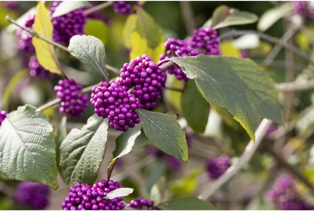 Callicarpa Bodinieri Profusion Schönfrucht Zierstrauch mit lila Beeren, Höhe: 125–150 cm - Bild 1