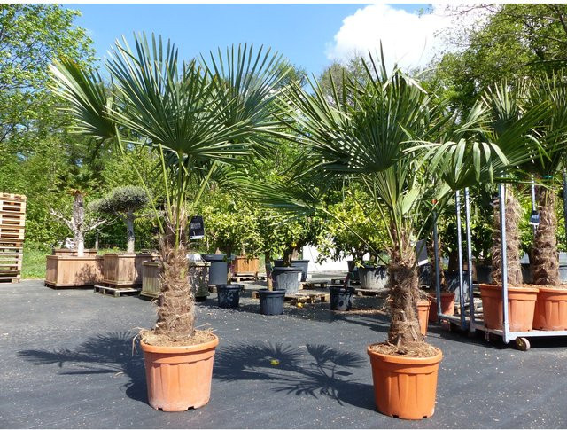 2er Set Trachycarpus fortunei Hanfpalmen mit dicken Stämmen, winterharte Palmen bis -18°C von Grünwaren, Höhe: 200 cm - Bild 1