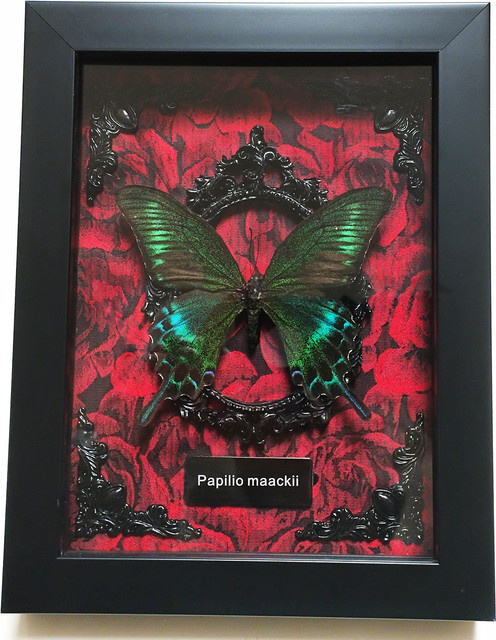 Authentisches Schmetterlings-Taxidermie-Sammlerstück in einer Schattenbox mit MDF-Holzrahmen und Plexiglas, Multicolor - Bild 1