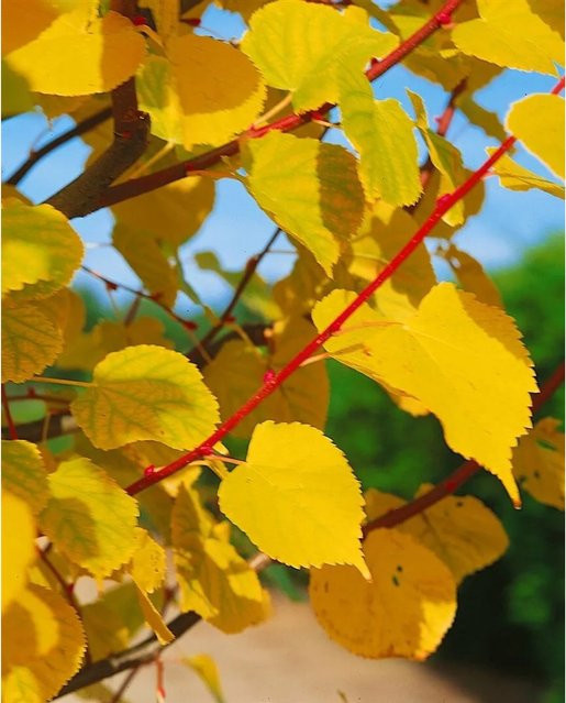 Winterlinde Orange Tilia Cordata Zierbaum mit orangefarbener Rinde, Stammhöhe: 125 cm - Bild 1