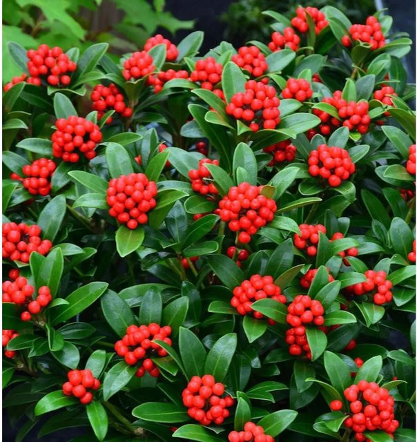 Skimmia japonica Japanische Skimmie als Zierstrauch von Nr-01.de in Grün und Rot, Höhe: 25-30 cm - Bild 1