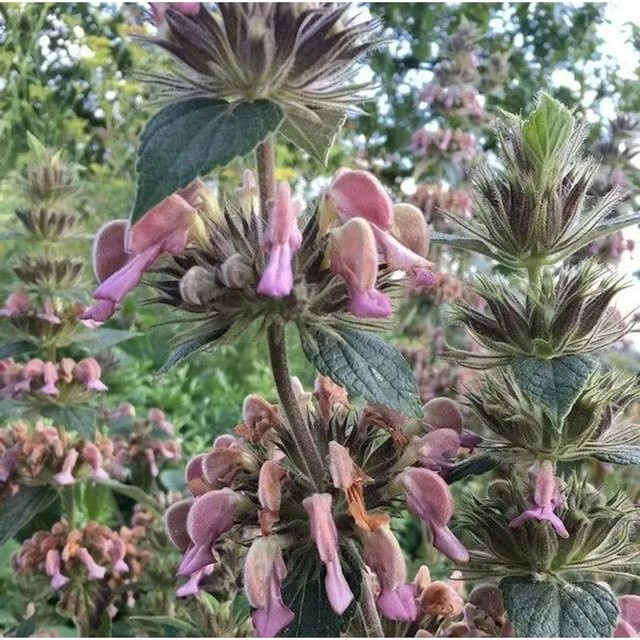 Phlomis samia Brandkraut Schnittblumenpflanze von Nr-01.de - Bild 1