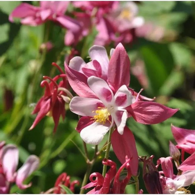 Akelei Rose Queen Aquilegia caerulea rosafarbene Staude für den Garten - Bild 1