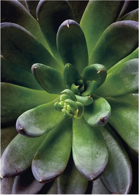 Komar Wandbild Succulent Green B/H: 30 x 40 cm - Bild 1