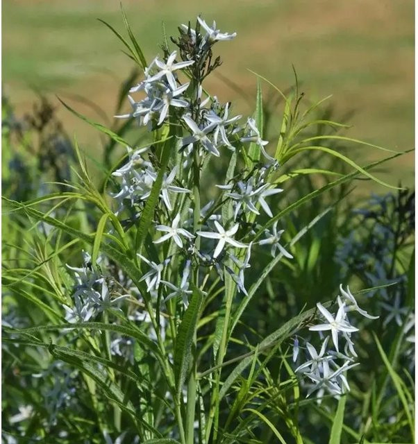 Amsonia tabernaemontana Dolden Röhrenstern blauer Zierstrauch - Bild 1