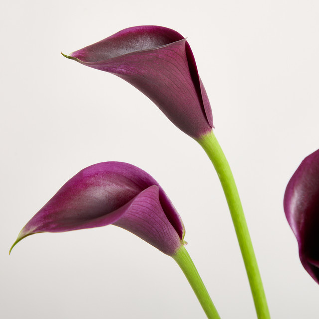 Blume2000 Calla Purple Single Stem - Bild 1