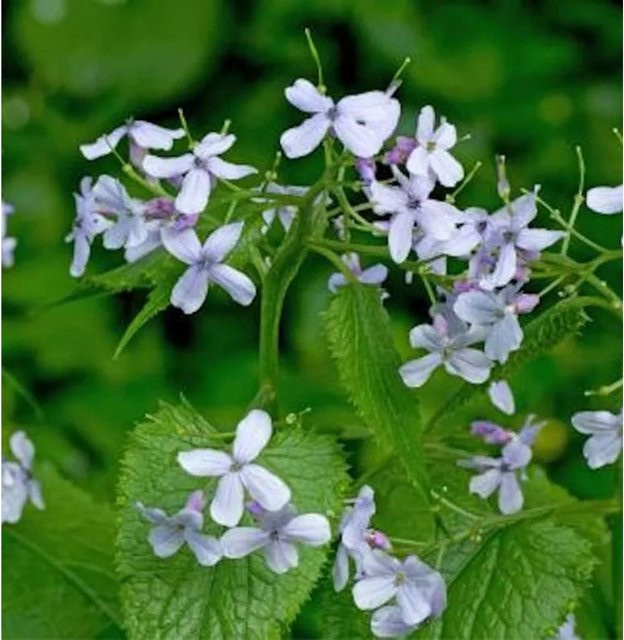 Lunaria rediviva Silberblatt ausdauernde Gartenpflanze - Bild 1