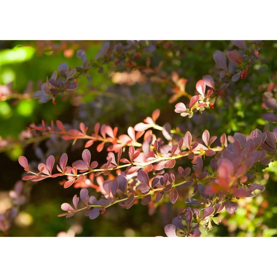 Pflegeleichte Berberis thunbergii Atropurpurea Pflanze, Höhe: 60-80 cm - Bild 2