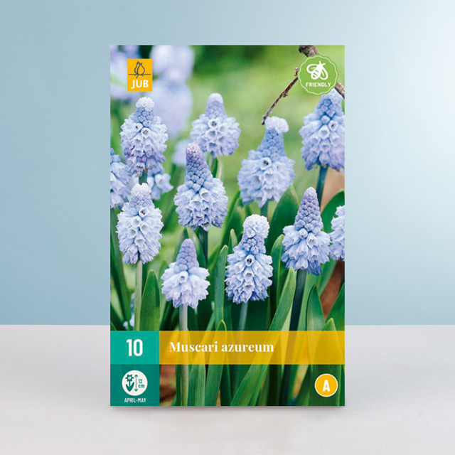 Traubenhyazinthe Azureum BLUME2000 mit 10 Zwiebeln - Bild 1