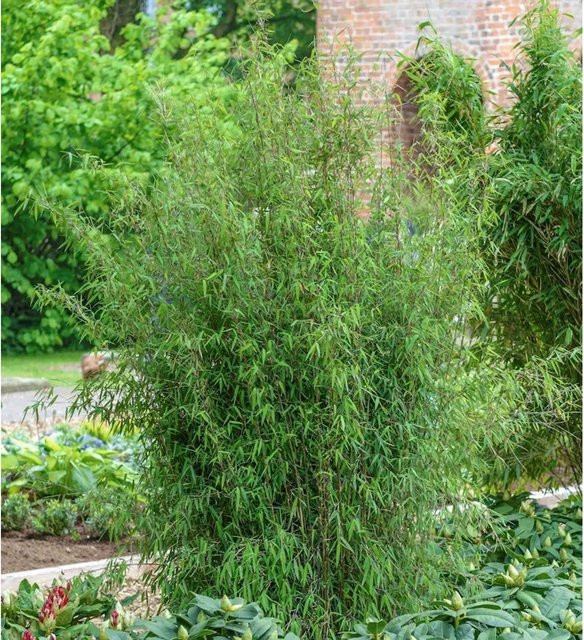 Fargesia Gartenbambus Jiuzhaigou-4 als grüner Sichtschutz und Hecke für den Außenbereich, Höhe: 100-125 cm - Bild 1