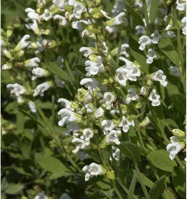 Echter Salbei Albiflora Salvia officinalis als mehrjährige Gewürz- und Duftpflanze in Weiß und Grün - Bild 1
