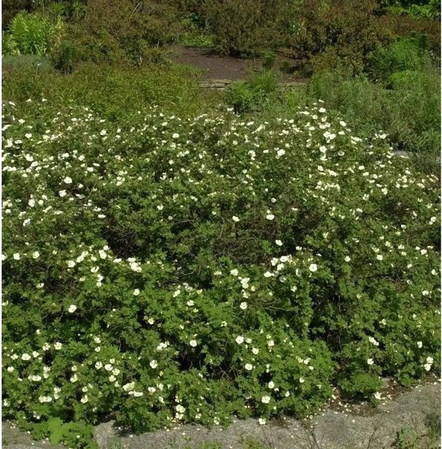 Weißer Fingerstrauch Potentilla fruticosa von Nr-01.de als Kleinstrauch und Bodendecker für den Garten - Bild 1