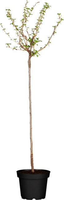 GROW by OBI Bio Stachelbeere Rot Ribes uva-crispa Fruchtstrauch - Bild 1