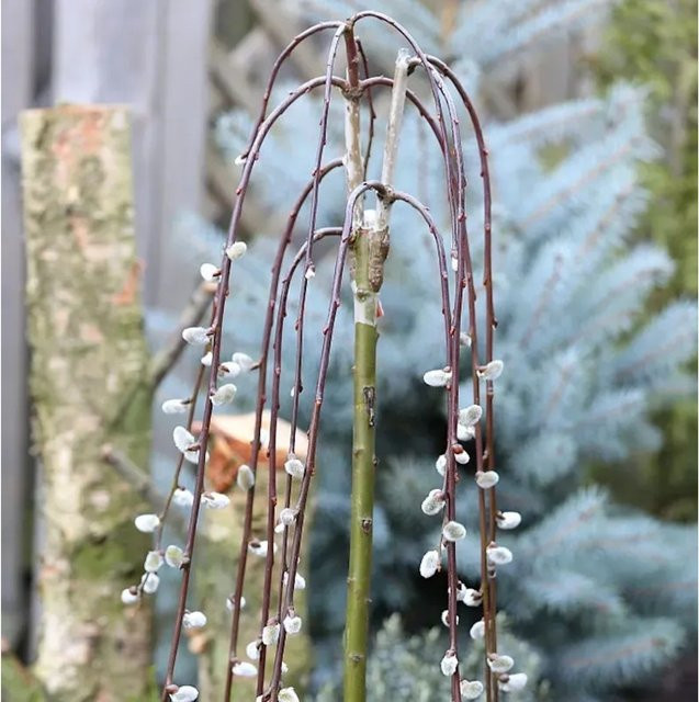 Salix caprea Hochstamm Hängende Kätzchenweide Solitärpflanze von Nr-01.de, Höhe: 100-125 cm - Bild 1