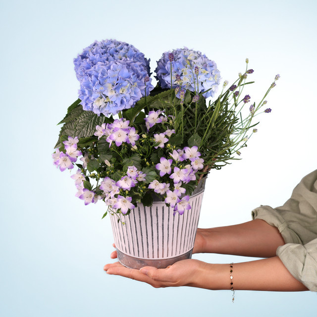Lavendeltraum Topfpflanze von BLUME2000 für den Außenbereich - Bild 1