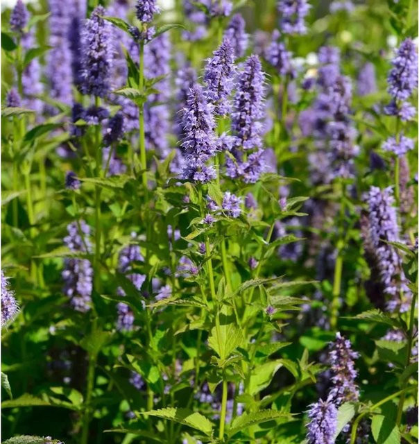 Asiatische Duftnessel Agastache rugosa lila Stauden von Nr-01.de - Bild 1