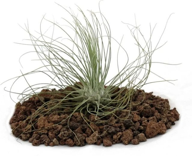 Exotenherz Tillandsia Argentea Lose Pflanze - Bild 1