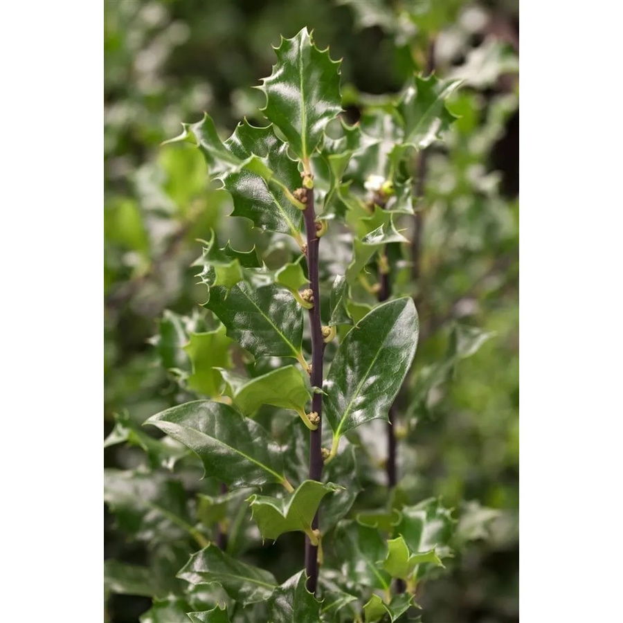 Ilex meserveae Blue Angel Heckenpflanze als Strauch in Blau und Grün, Höhe: 175-200 cm - Bild 2