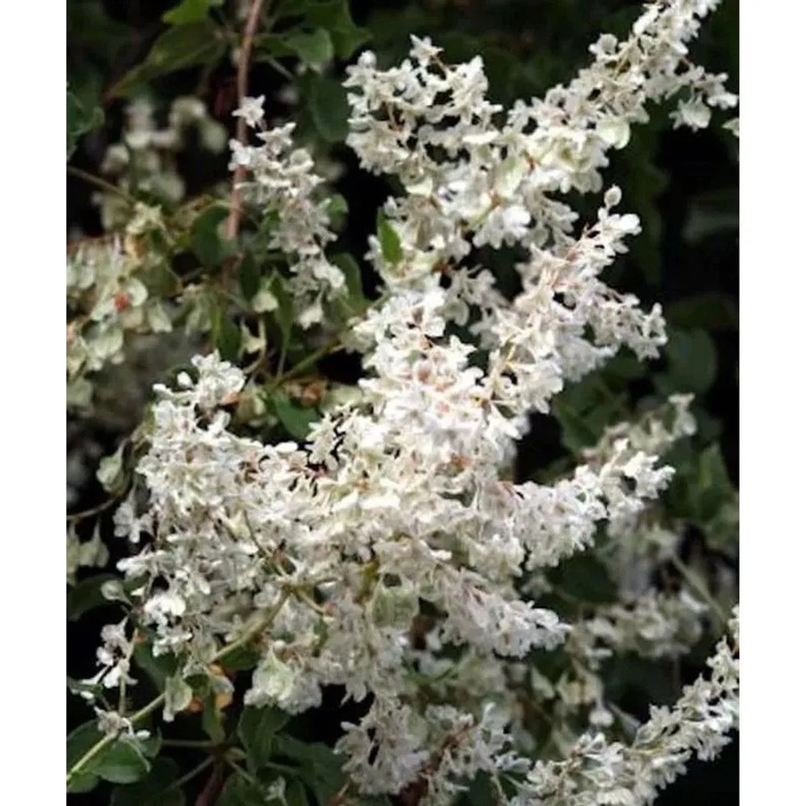 Schlingknöterich Polygonum aubertii weiße Kletterpflanze 100-125 cm - Bild 2