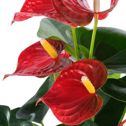 Flamingoblume Bambino in Rot als Dekoration für dein Zuhause - Bild 1