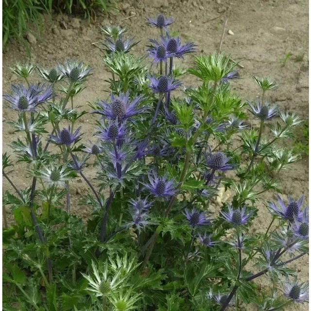 Dreiteilige Mannstreu Eryngium tripartitum in Blau für deinen Garten - Bild 1