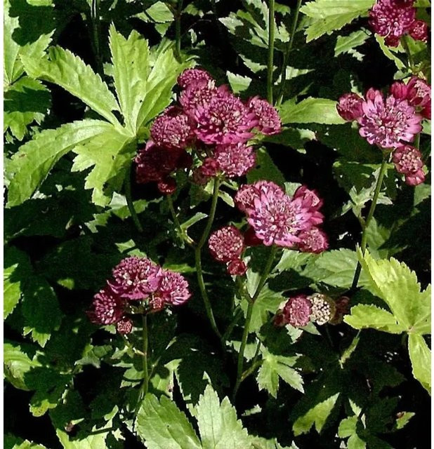 Rotblühende Sterndolde Astrantia carniolica in Rot und Pink als mehrjährige Gartenpflanze - Bild 1