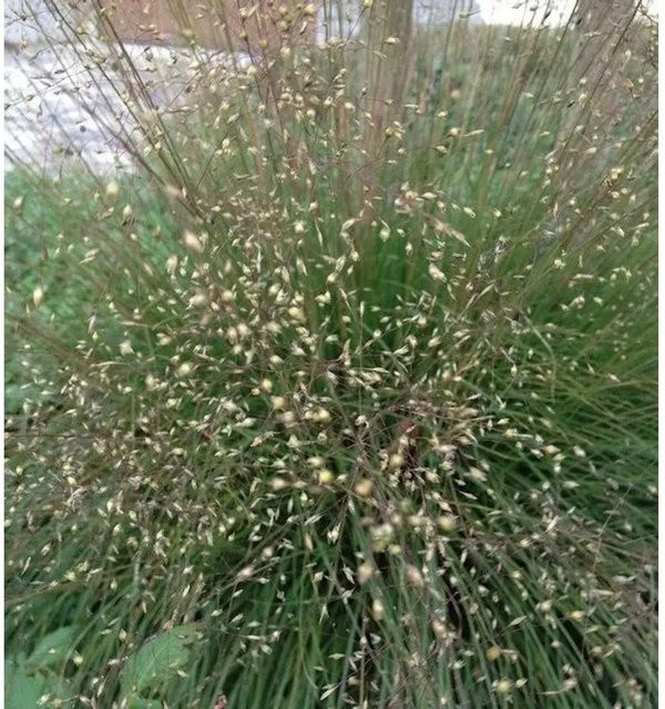 Tautropfengras Cloud Sporobolus heterolepis als mehrjährige Gartenpflanze in Grün - Bild 1