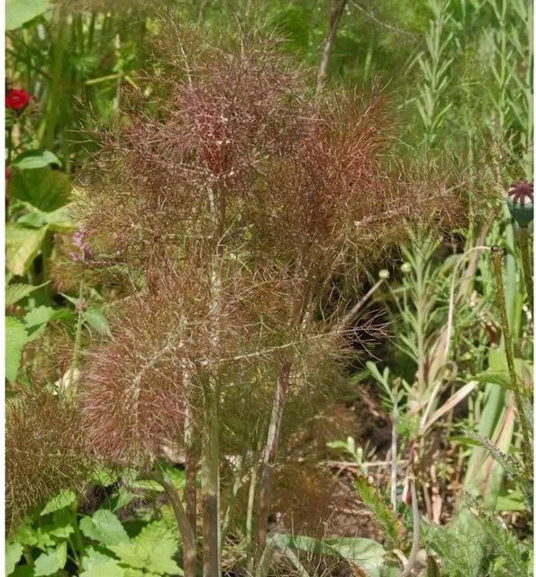 Purpur Fenchel Foeniculum vulgare Pflanze in lila Farbe für deinen Garten - Bild 1