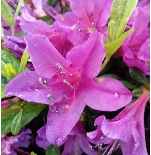 Kriechende Immergrüne Zwerg Azalee Kakadu Rhododendron nakaharai in Pink - Bild 1