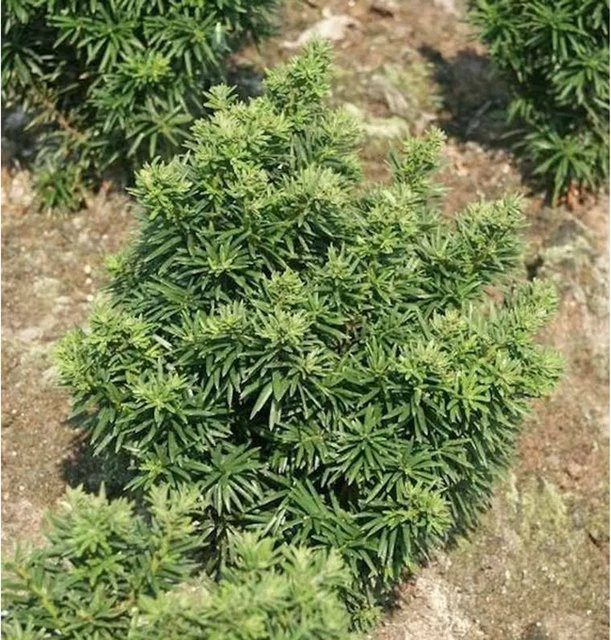 Zwerg Eibe Fips Taxus baccata Grün Garten Nadelgehölz 25 cm - Bild 1
