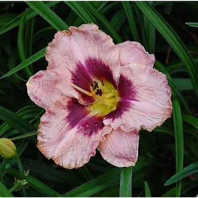 Taglilie Daring Deception Hemerocallis cultorum als mehrjährige Staudenpflanze für Beet und Staudengärten - Bild 1