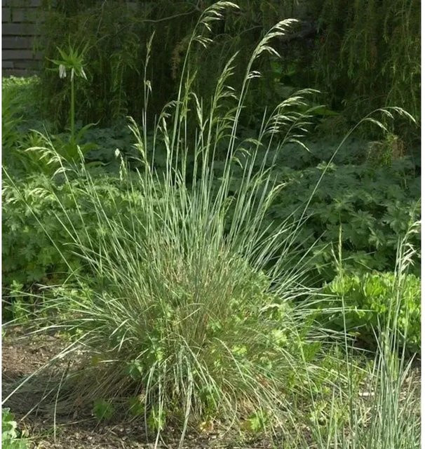 Helictotrichon sempervirens Blaustrahlhafer - Grüne Gartenstaude - Bild 1