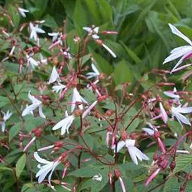 6er Set Arborix Gillenia trifoliata Dreiblattspiere als Schnittblume im 9cm Topf - Bild 1
