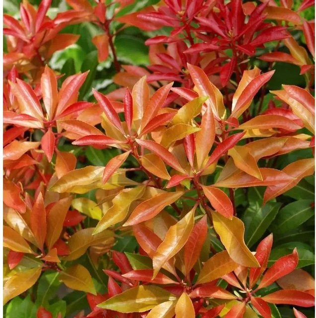 Pieris japonica Lavendelheide Japanisches Schattenglöckchen Glowing Hearts rote Blütenhecke Strauch für den Garten - Bild 1