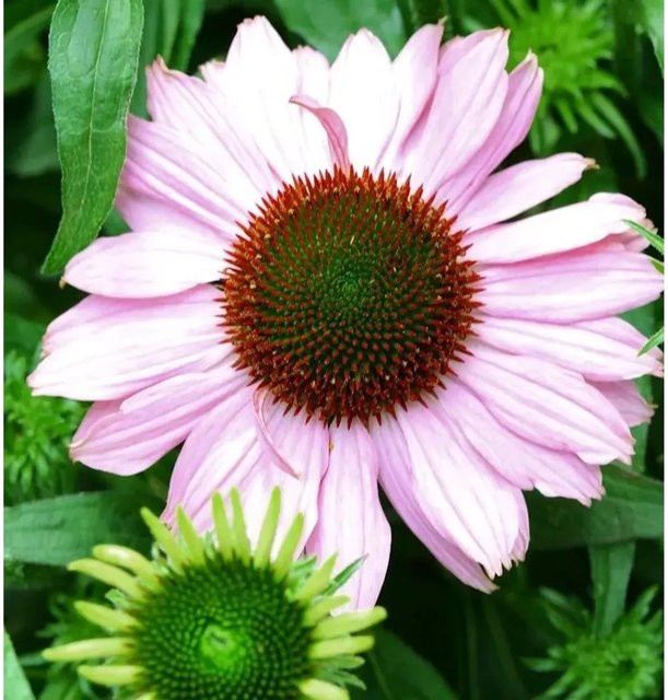 Sonnenhut Hope Echinacea purpurea als mehrjährige Gartenpflanze im Topf - Bild 1
