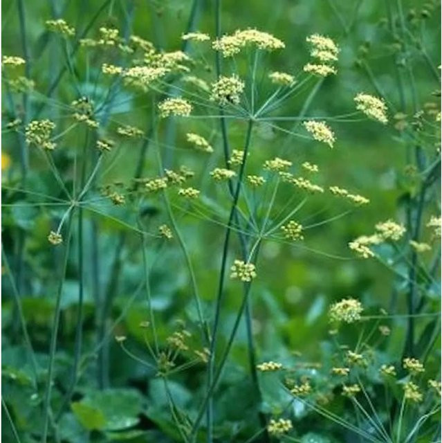 Kleine Bibernelle Pimpinella saxifraga von Nr-01.de als mehrjährige Pflanze für naturnahe Gärten und Freiland - Bild 1
