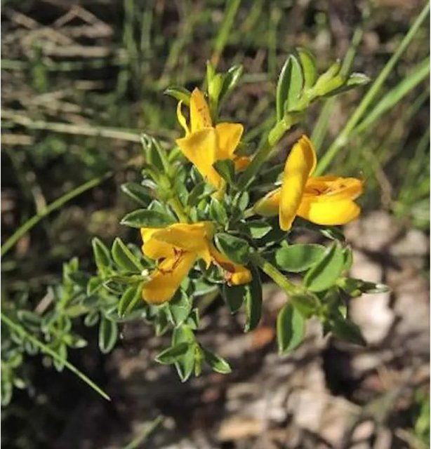 Genista pilosa Heideginster gelber Strauch und Bodendecker für den Garten - Bild 1