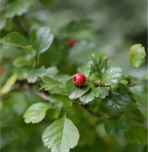 Zweigriffeliger Weißdorn Crataegus laevigata als Strauch für deinen Garten, Höhe: 80-100 cm - Bild 1
