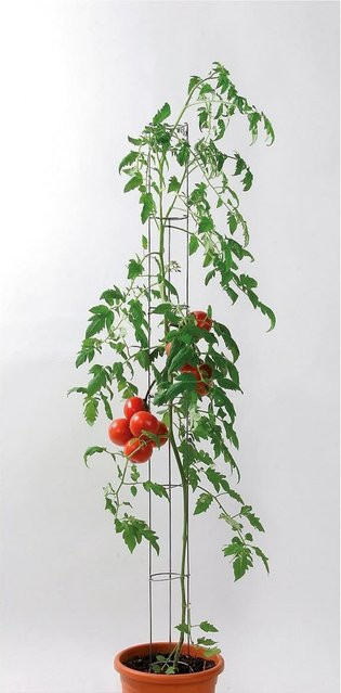 Bellissa Tomatensäule Grün, Höhe: 120 cm - Bild 2
