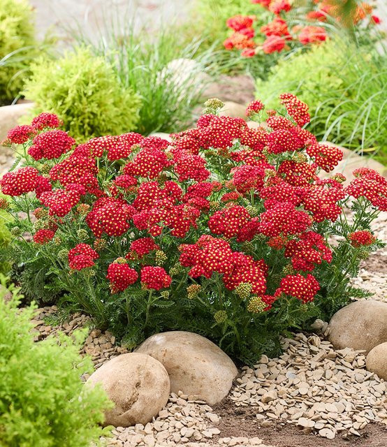 Achillea Short Red Schafgarbe - Bild 1