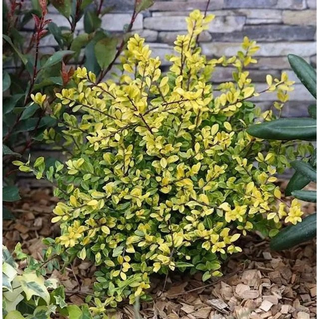 Gelbe Bergilex Stechpalme Ilex crenata als Heckenpflanze für den Garten, Höhe: 30-40 cm - Bild 1