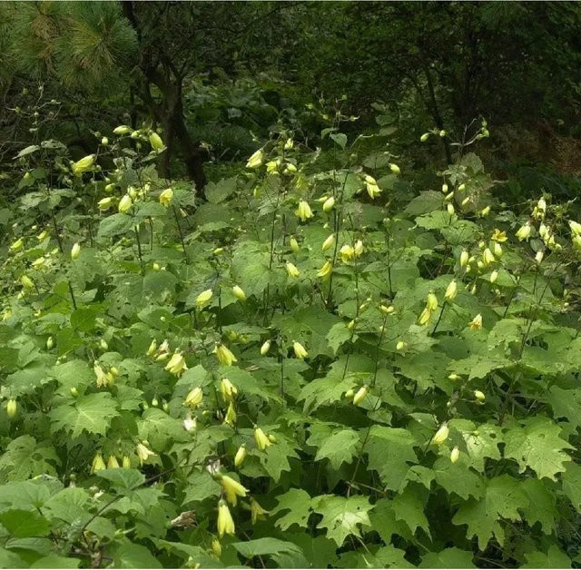 Wachsglocke Black Style Kirengeshoma palmata Strauch in Gelb und Schwarz - Bild 1